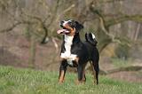 BOUVIER D'APPENZELL 086